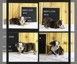 Small Photo #1 English Bulldog Puppy For Sale in PINE VILLAGE, IN, USA