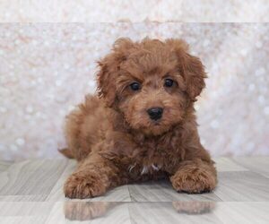 Goldendoodle (Miniature) Puppy for sale in MARIETTA, GA, USA