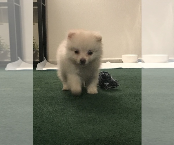 Medium Photo #2 Pomeranian Puppy For Sale in COLTON, CA, USA