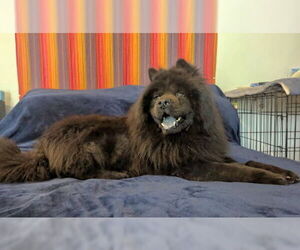 Leo (Chow) - Male Chow Chow Dog for Adoption - Photo #6