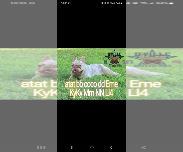 Medium Photo #1 French Bulldog Puppy For Sale in PROSPER, TX, USA