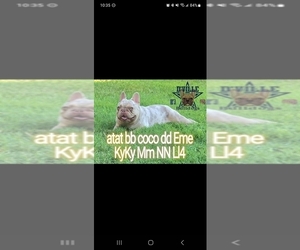 Father of the French Bulldog puppies born on 10/16/2025