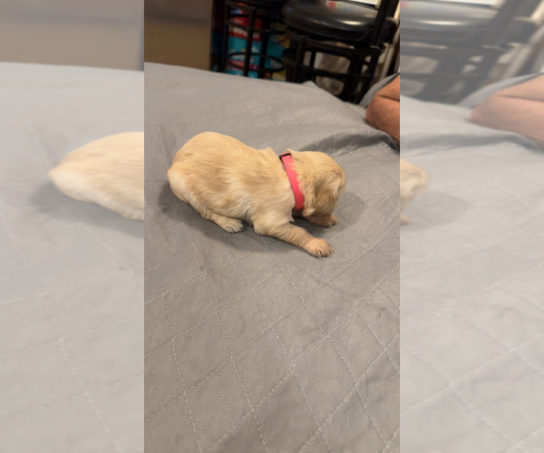 Medium Photo #17 Golden Retriever Puppy For Sale in PEORIA, AZ, USA