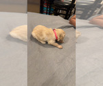 Small Photo #17 Golden Retriever Puppy For Sale in PEORIA, AZ, USA