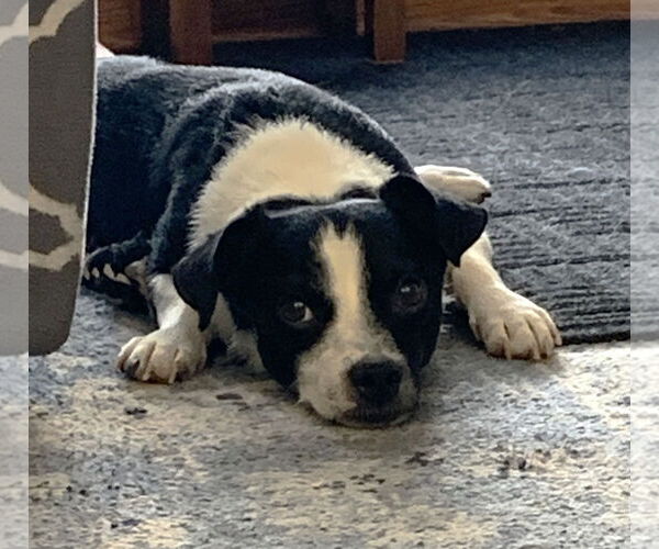 Medium Photo #2 Chiweenie Puppy For Sale in St. Louis Park, MN, USA