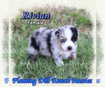 Image preview for Ad Listing. Nickname: Rivian