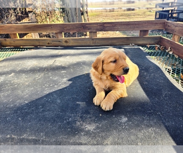 Medium Photo #5 Golden Retriever Puppy For Sale in LEON, KS, USA