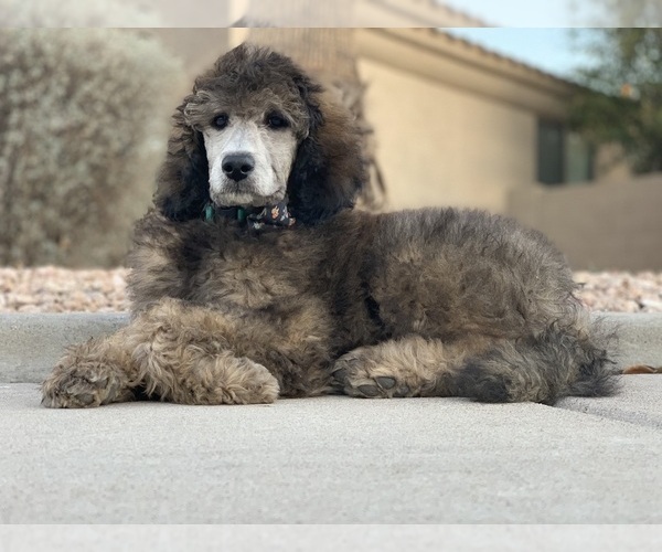 Medium Photo #1 Bernedoodle Puppy For Sale in GILBERT, AZ, USA