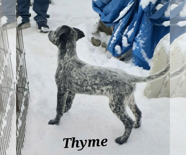 Medium Photo #4 Mutt Puppy For Sale in Garden City, NY, USA