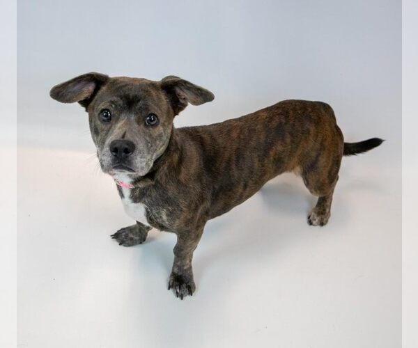 Medium Photo #3 Miniature English Bulldach Puppy For Sale in Kennesaw, GA, USA