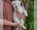Small #1 Mutt