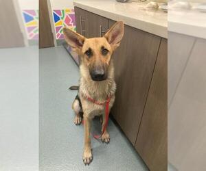 German Shepherd Dog Dogs for adoption in Baytown, TX, USA