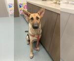 Small German Shepherd Dog