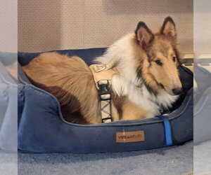 Myles - Male Collie Dog for Adoption - Photo #2