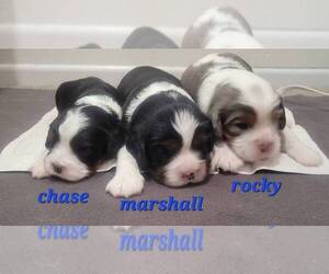 Cavalier King Charles Spaniel-Miniature Australian Shepherd Mix Puppy for sale in LEBANON, OR, USA