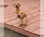 Small #10 Dachshund-Doberman Pinscher Mix