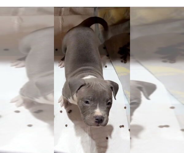 Medium Photo #1 Mutt Puppy For Sale in Clarkston, MI, USA