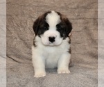 Small #8 Saint Bernard
