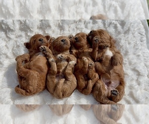 Goldendoodle (Miniature) Litter for sale in RANDOLPH, WI, USA
