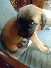 Mastiff Puppy for sale in TOWNSEND, DE, USA