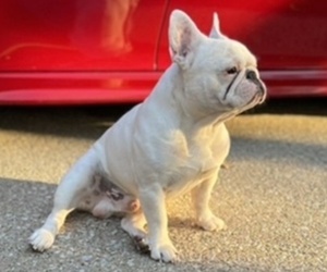 Father of the French Bulldog puppies born on 05/09/2022