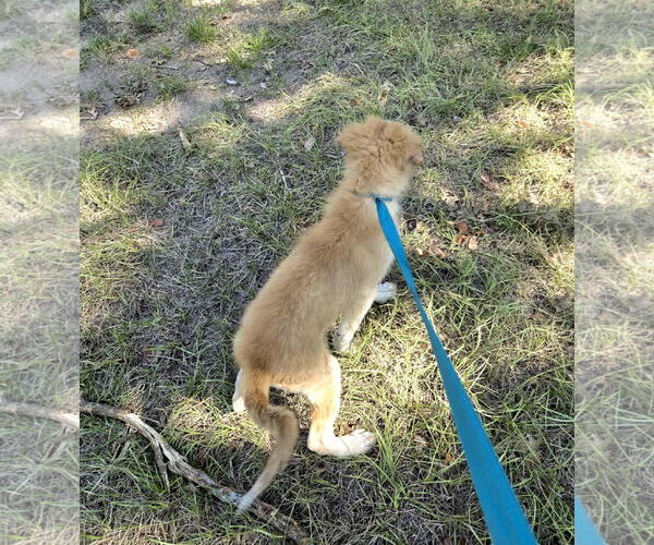 Medium Photo #11 Great Pyrenees Puppy For Sale in Spring, TX, USA