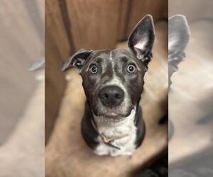 Mutt Dogs for adoption in Incline Village, NV, USA