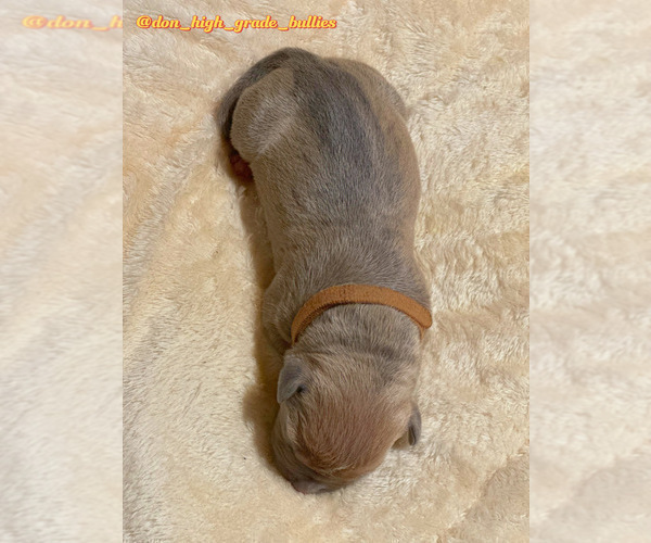 Medium Photo #21 American Bully Puppy For Sale in FORT LAUDERDALE, FL, USA