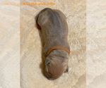 Small #20 American Bully
