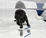 Puppy Puppy 3 Cane Corso
