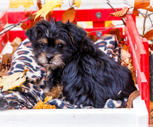 Medium Photo #3 Shorkie Tzu Puppy For Sale in WAKARUSA, IN, USA