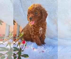 Goldendoodle (Miniature) Puppy for sale in ITASCA, TX, USA