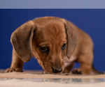 Small Photo #41 Dachshund Puppy For Sale in CROWLEY, TX, USA