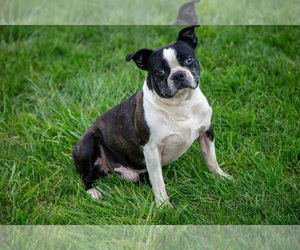 Father of the Boston Terrier puppies born on 05/21/2025
