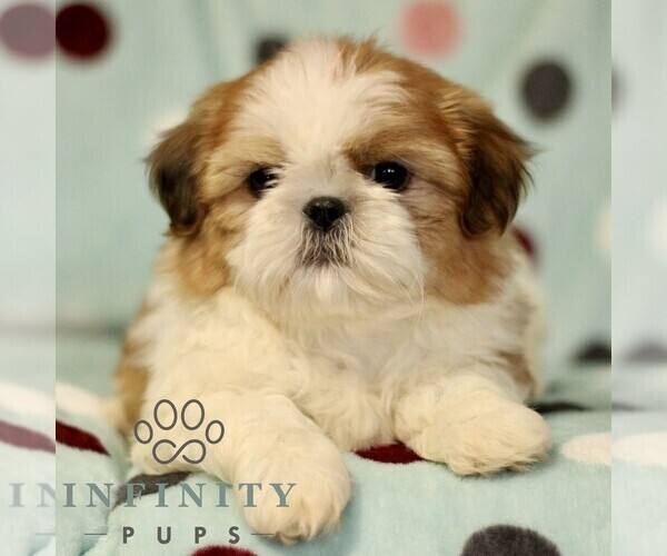 Medium Photo #2 Shih Tzu Puppy For Sale in BIRD IN HAND, PA, USA