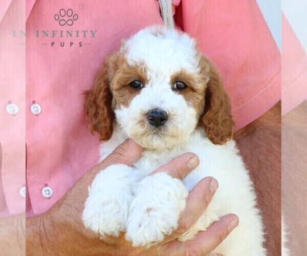 Medium Photo #5 Goldendoodle (Miniature) Puppy For Sale in GORDONVILLE, PA, USA