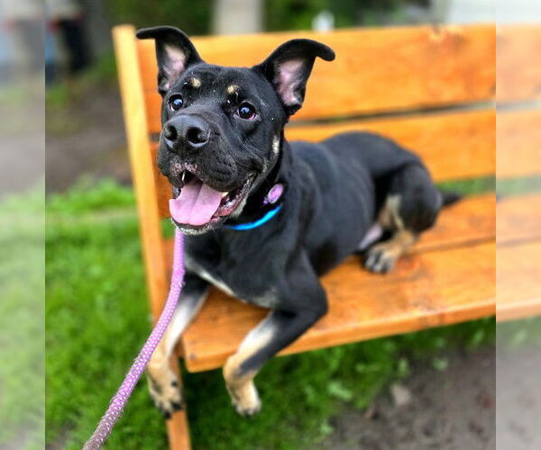 Medium Photo #1 Pointer-Staffordshire Bull Terrier Mix Puppy For Sale in Long Beach, CA, USA