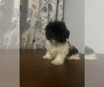 Small #60 Havanese