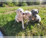 Small #5 Italian Greyhound