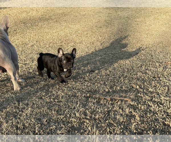 Medium Photo #4 French Bulldog Puppy For Sale in BONAIRE, GA, USA