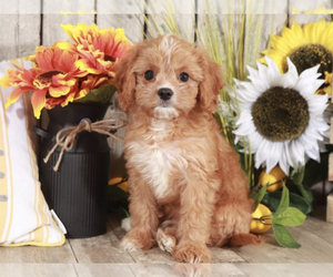 Cavapoo Puppy for sale in MOUNT VERNON, OH, USA