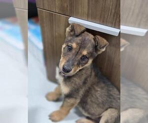 German Shepherd Dog-Unknown Mix Dogs for adoption in Temple, TX, USA