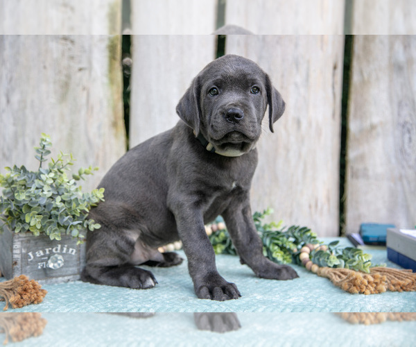 Medium Photo #3 Cane Corso Puppy For Sale in HOWE, IN, USA