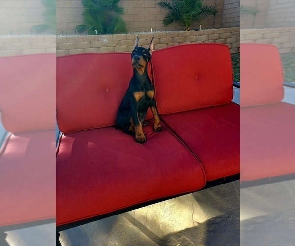 Medium Photo #4 Doberman Pinscher Puppy For Sale in PALMDALE, CA, USA