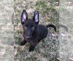 Small Photo #26 German Shepherd Dog Puppy For Sale in OSTRANDER, OH, USA