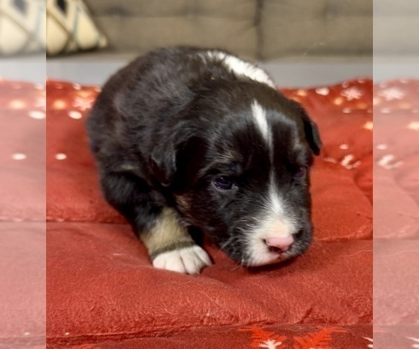Medium Photo #25 Australian Shepherd Puppy For Sale in SALISBURY, NC, USA