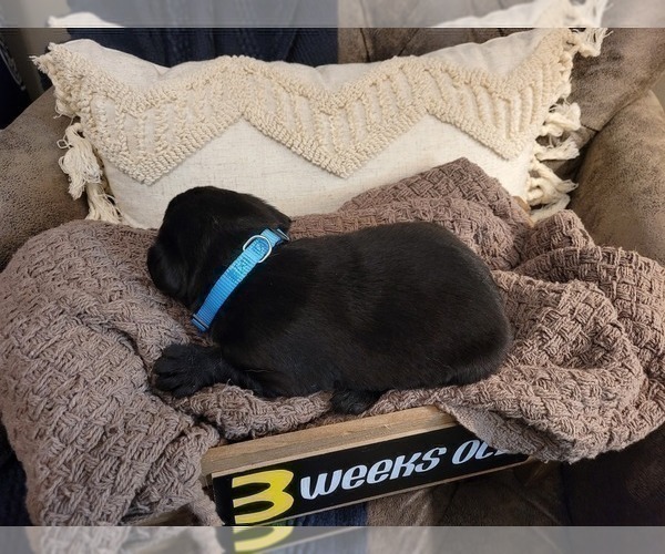 Medium Photo #16 Labrador Retriever Puppy For Sale in BONAIRE, GA, USA