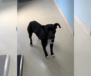 Labrador Retriever-Unknown Mix Dogs for adoption in Newton, NC, USA