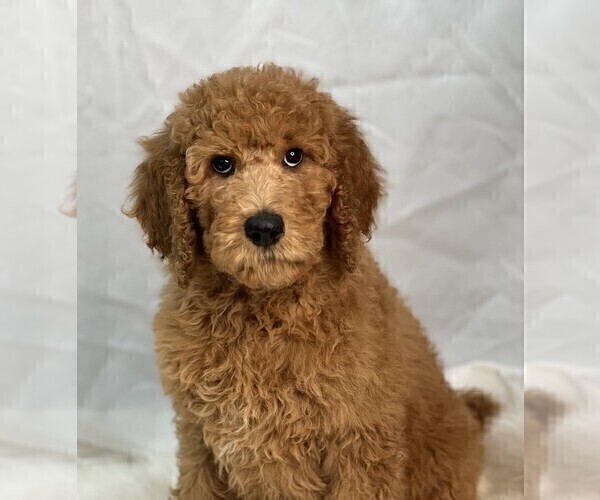 Medium Photo #2 Poodle (Standard) Puppy For Sale in DUNDEE, OH, USA