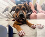Small #8 American Staffordshire Terrier Mix